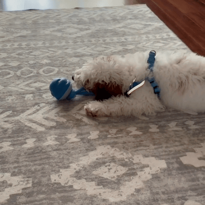 La balle framboise - Jouet interactif pour chien